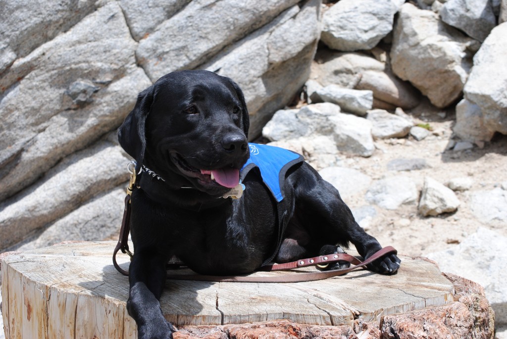 Gabe, the three-legged dog of Mount San Jacinto