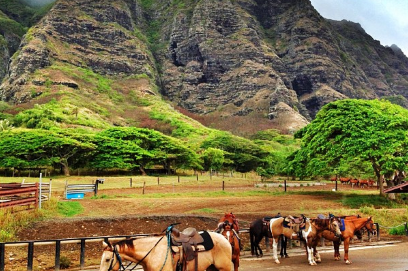 oahu horses